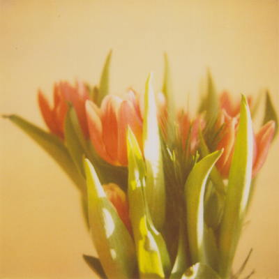 polaroid 600 (expired 10/09)