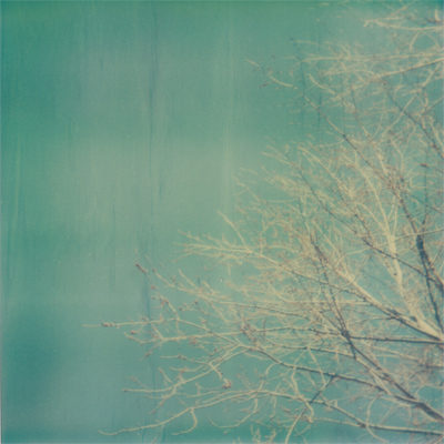 robin's egg blue sky with branches robin's egg blue sky with branches