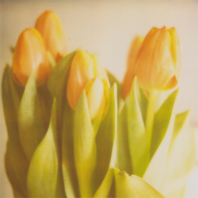tulips!!! tulips!!!