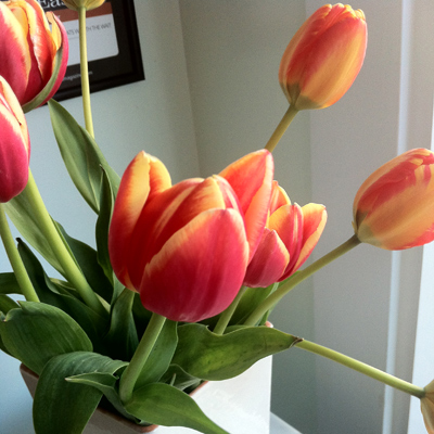 tulips at the ice cream place, that i can't remember the name of tulips at the ice cream place, that i can't remember the name of