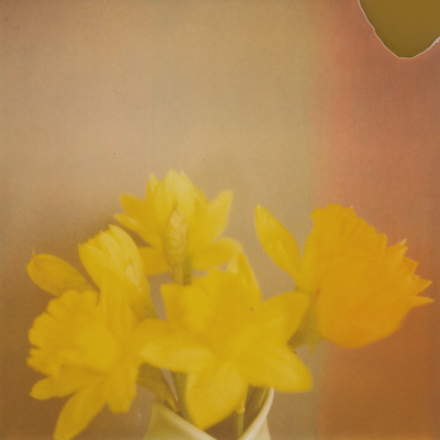 it has been decided: fresh flowers weekly, even after tulip season it has been decided: fresh flowers weekly, even after tulip season