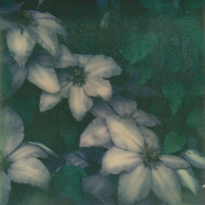 clematis clematis