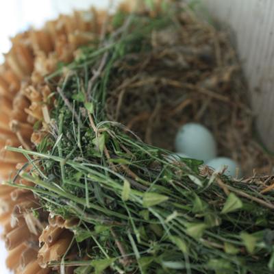house wren nest house wren nest
