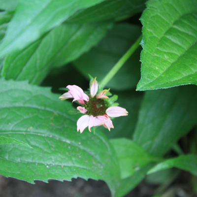 coneflower coneflower